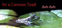 I'm a Common Toad!